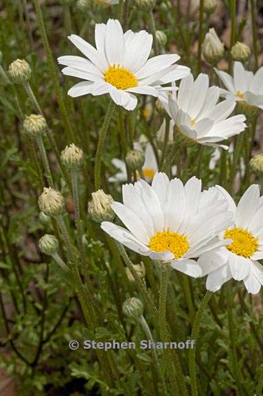 anthemis maritima 1 graphic